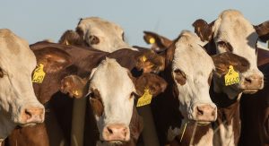 Tecnología y salud animal en el escenario de Corrientes