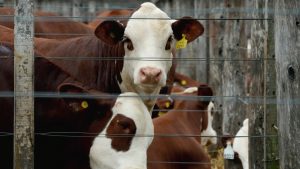 En Corrientes, se vienen las Nacionales de las razas Braford, Brangus, Brahman y Hampshire Down