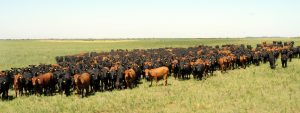 Fortaleciendo el campo chaqueño: Líneas de crédito y desafíos económicos