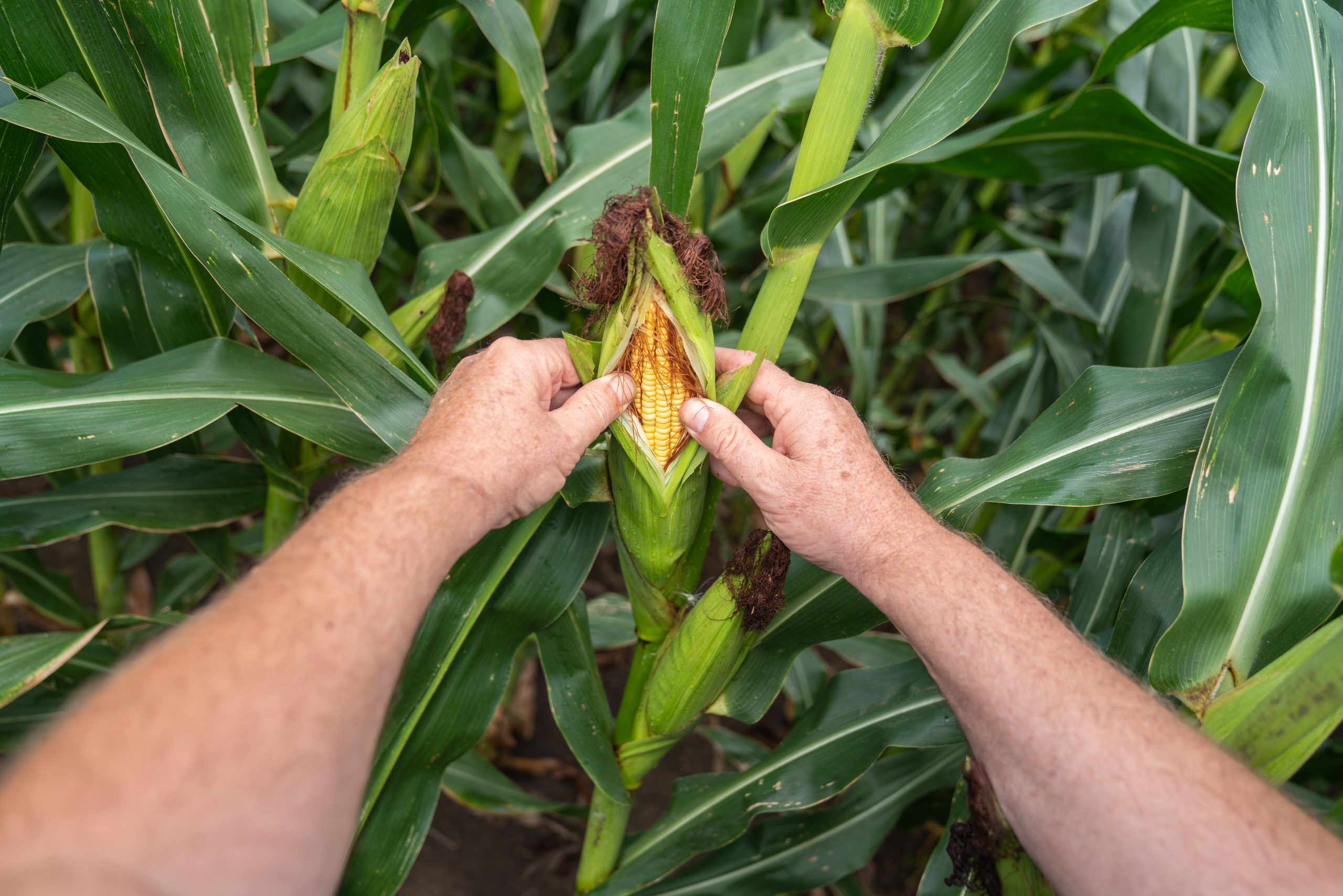 Avances en tecnología agrícola aplicada a la ganadería