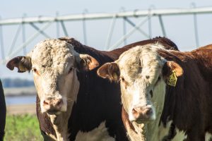 Marfrig presenta un nuevo programa de carne orgánica y destaca la ampliación de su complejo industrial