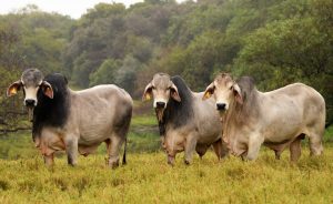 El Brahman argentino: pasado, presente y futuro de la ganadería del país