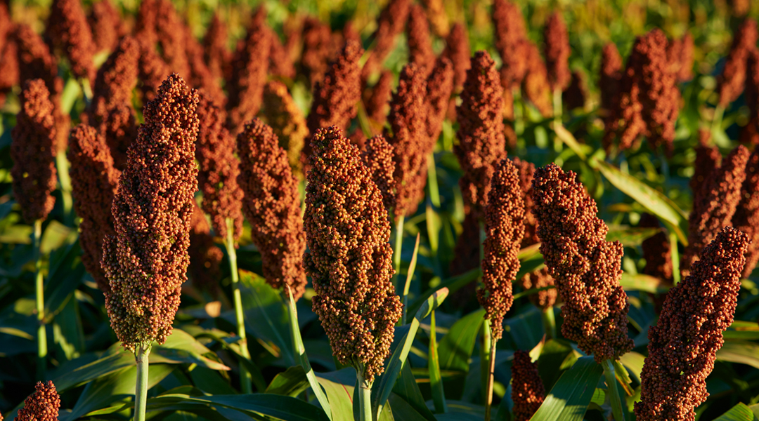 Con lanzamientos en trigo, sorgo y arveja, RGT amplía su oferta genética para el agro argentino