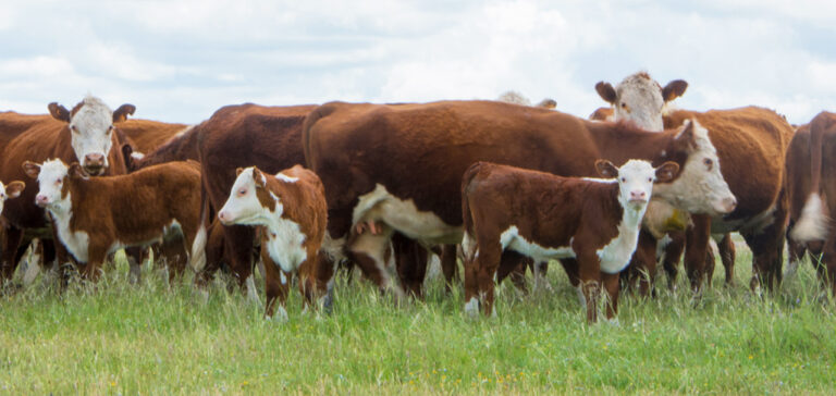Impulso al campo: Santander presenta nuevas herramientas financieras para productores ganaderos