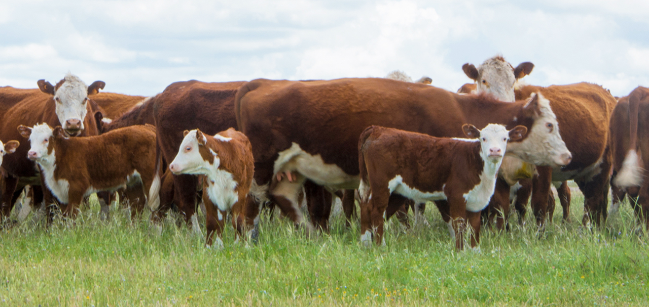 Impulso al campo: Santander presenta nuevas herramientas financieras para productores ganaderos