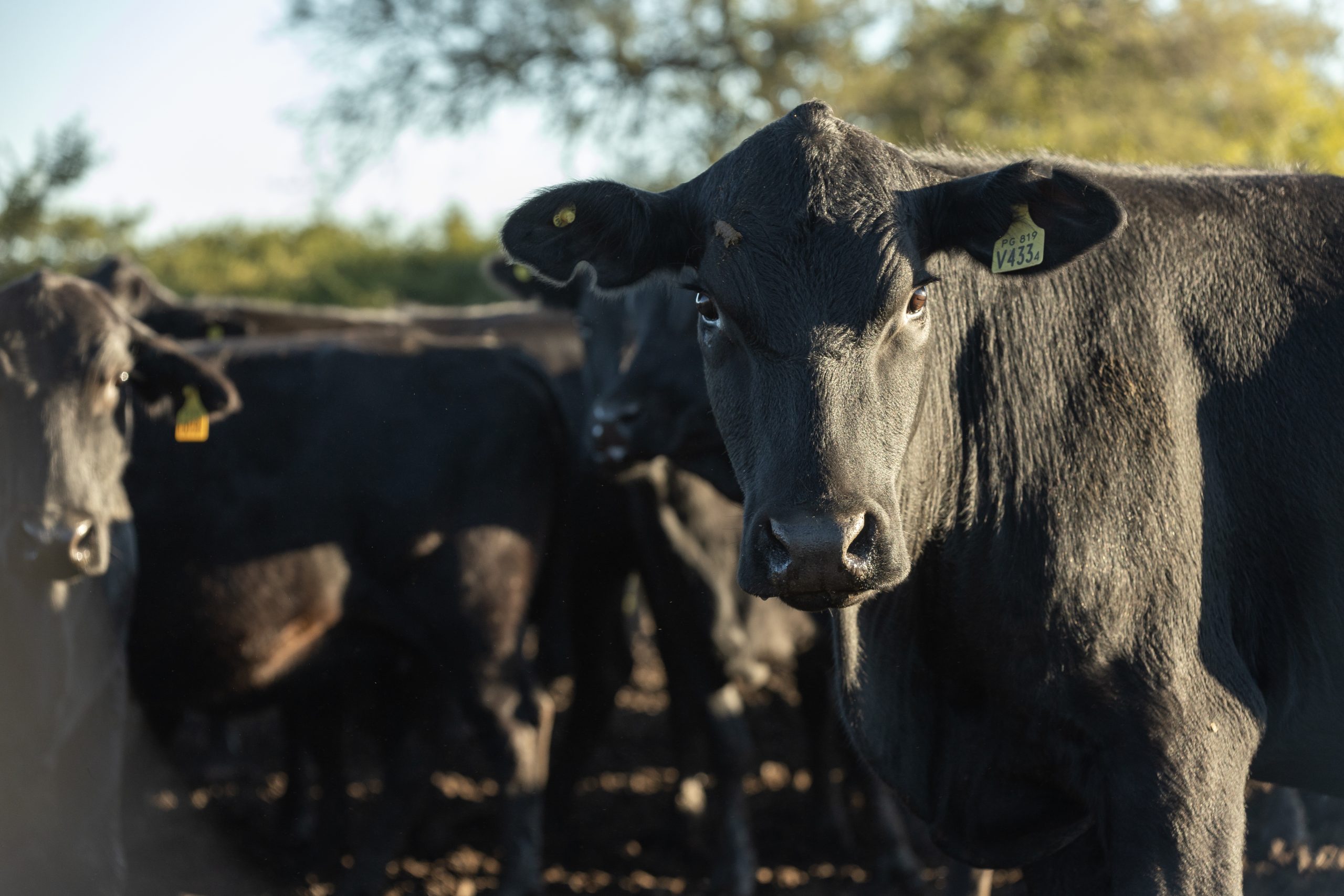 Biogénesis Bagó participará en uno de los eventos ganaderos más importantes del país