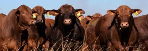 Nuevas soluciones para la sanidad de la ganadería del NEA