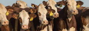 Tecnología veterinaria al servicio del campo