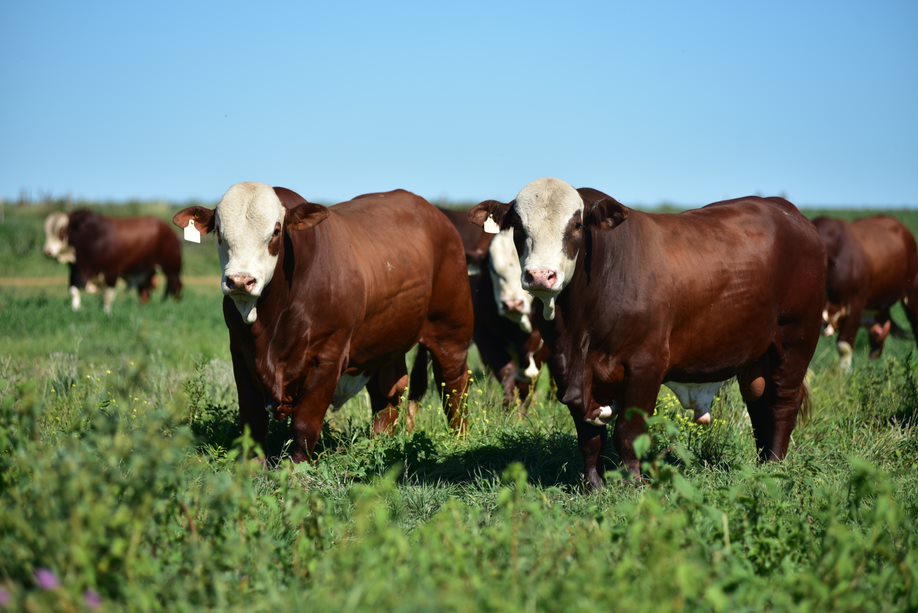 La Secretaría de Agricultura de la Nación promoverá la excelencia del Braford, Brahman y Dorper en Las Nacionales