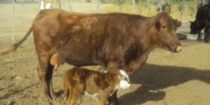 En los áridos campos de La Rioja encontraron en el nopal agua y alimento para sus vacas