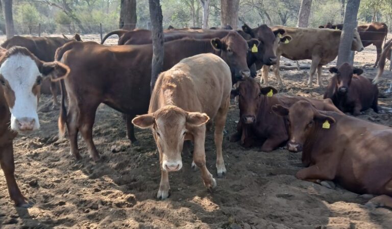“Flor por atrevido”, la finca del nieto de Dante Quinterno que le apuesta a la raza Sanga en el chaco salteño