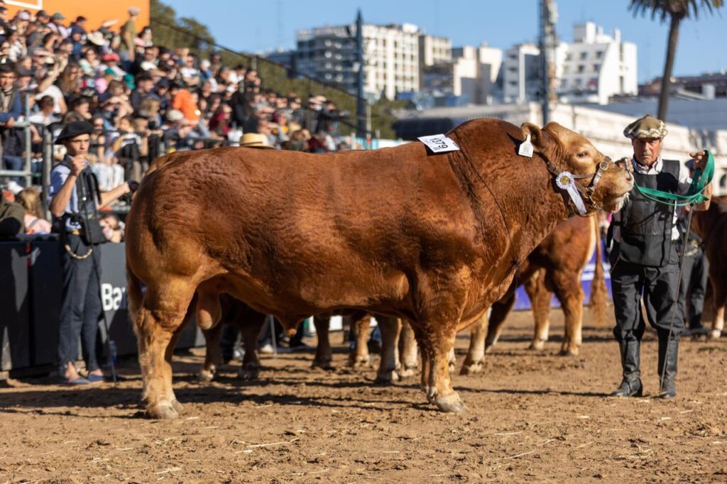 Limousin, la raza francesa con biotipo argentino