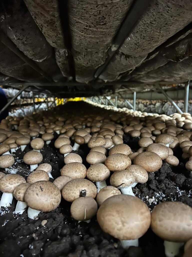 Producción de hongos, de ingrediente gourmet a la mesa de los hogares