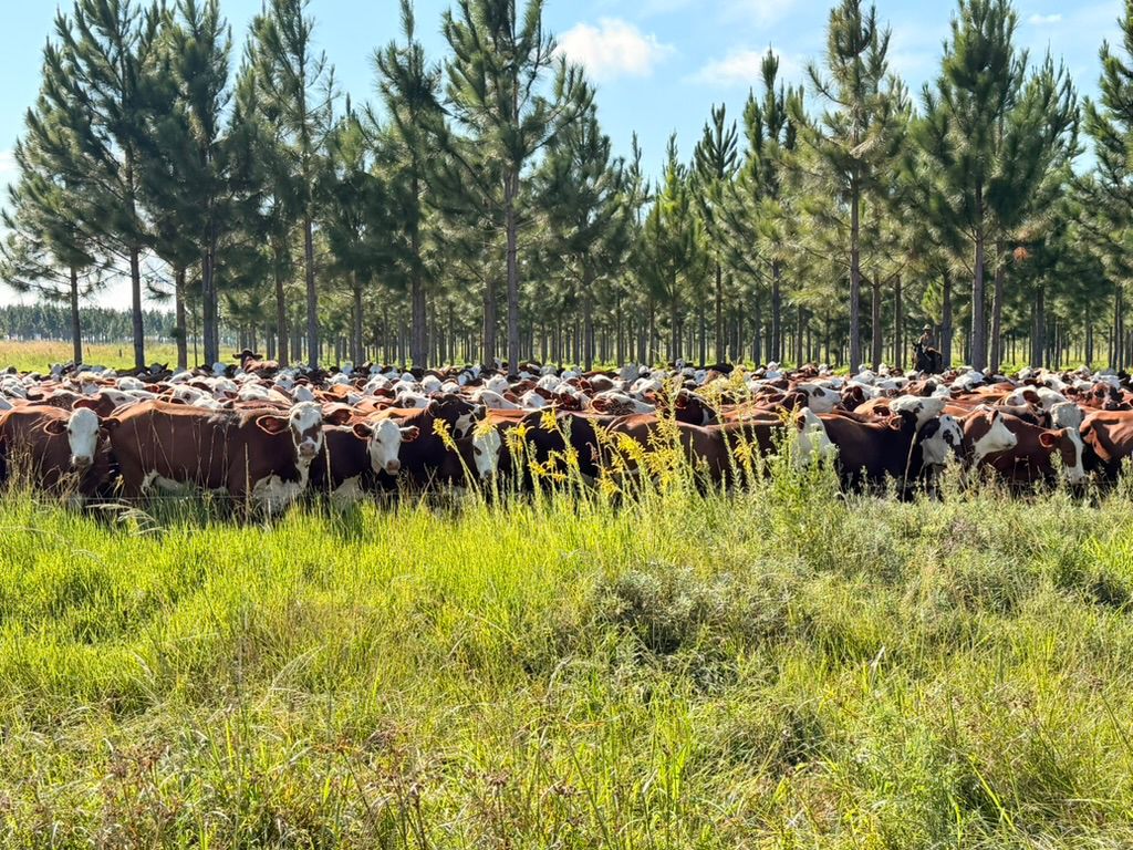 Manejo holístico, la clave para transformar la producción ganadera sin descuidar el ambiente