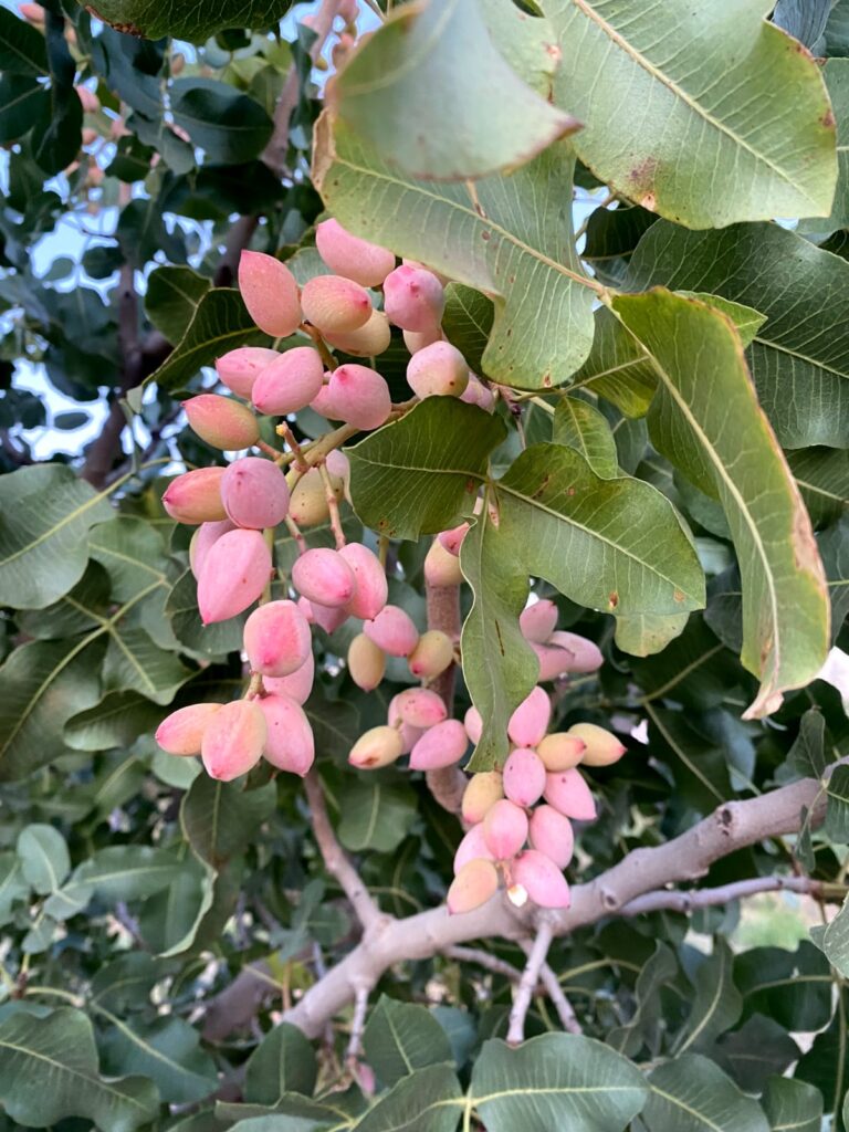 La hora del pistacho: Boom de consumo global y local del “oro verde”