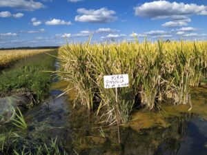 El «conductor del sabor»: KIRA INTA, el arroz argentino que conquista los mercados premium del mundo