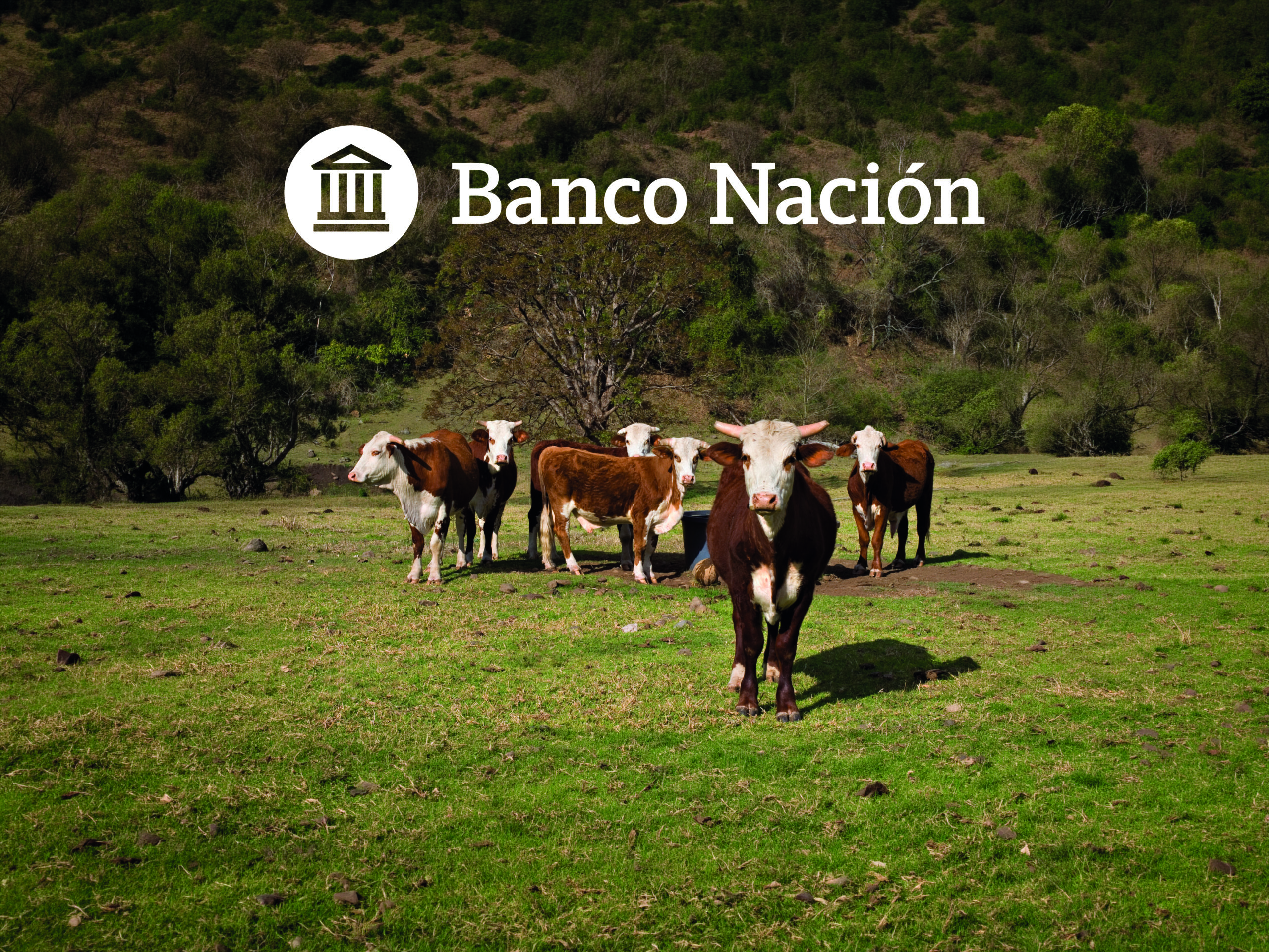 Banco Nación desembarca en Margarita Belén para acompañar a la comunidad Braford