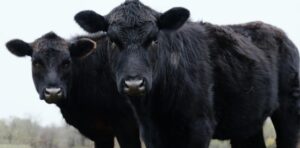 Faena bovina: Aun con claros vientos a favor de la ganadería, todavía no se vislumbran signos de retención