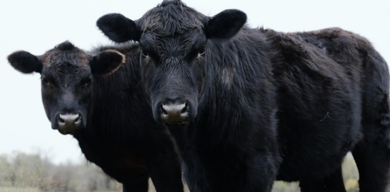 Faena bovina: Aun con claros vientos a favor de la ganadería, todavía no se vislumbran signos de retención