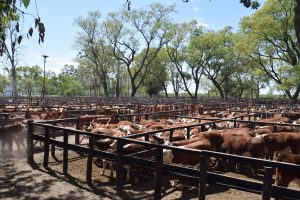 Expo Feria del Ternero: el evento que cambió la forma de producir y vender cada zafra