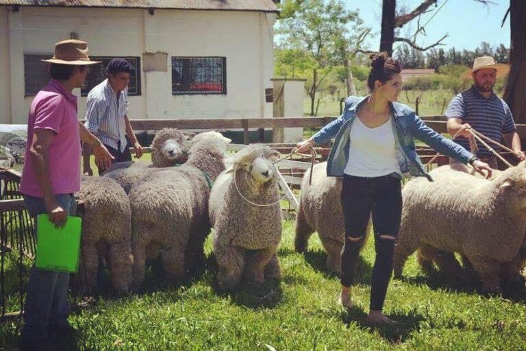 Moeraki, una tradición lanera que continúa con ADN femenino