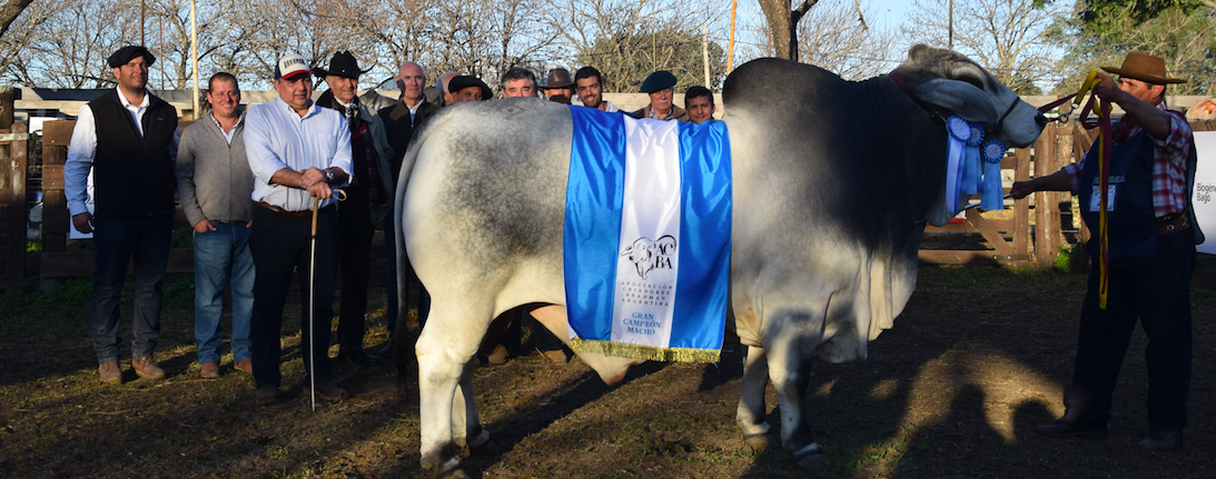 Exposición de Razas: Brahman eligió a sus grandes campeones