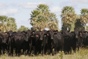 Vetanco en la Exposición Nacional Angus de Primavera