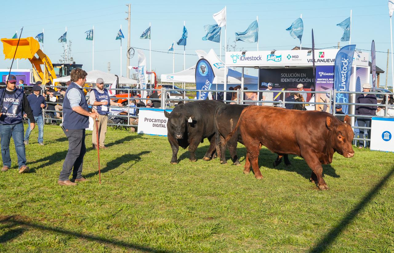 Arandú, La Angelita, La Pastoriza y La Rubeta se consagraron con lotes ganadores