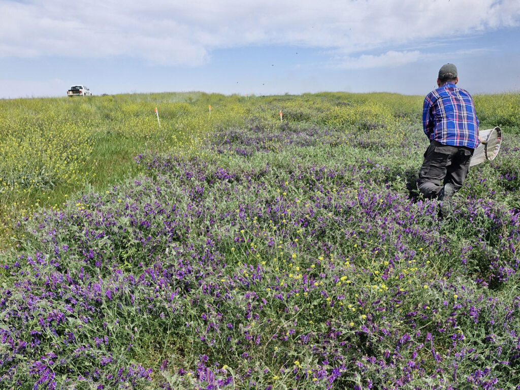 Cultivos de servicios y sus aportes a la biodiversidad funcional de artrópodos