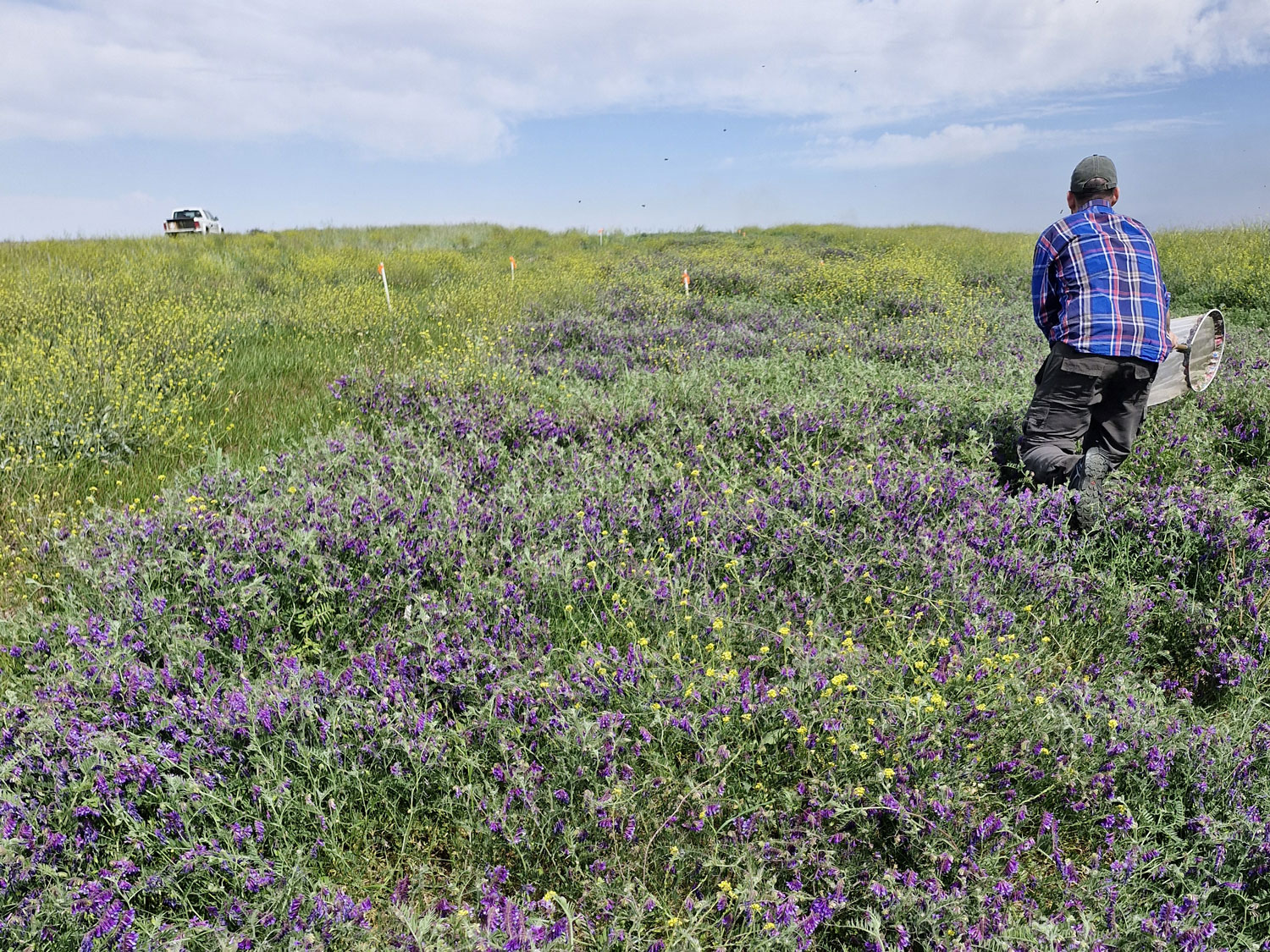 Cultivos de servicios y sus aportes a la biodiversidad funcional de artrópodos