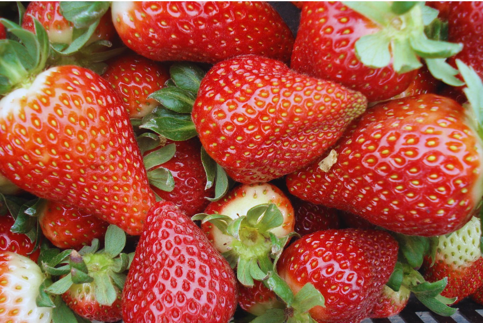 Frutillas: evalúan el uso de bioinsumos en este cultivo