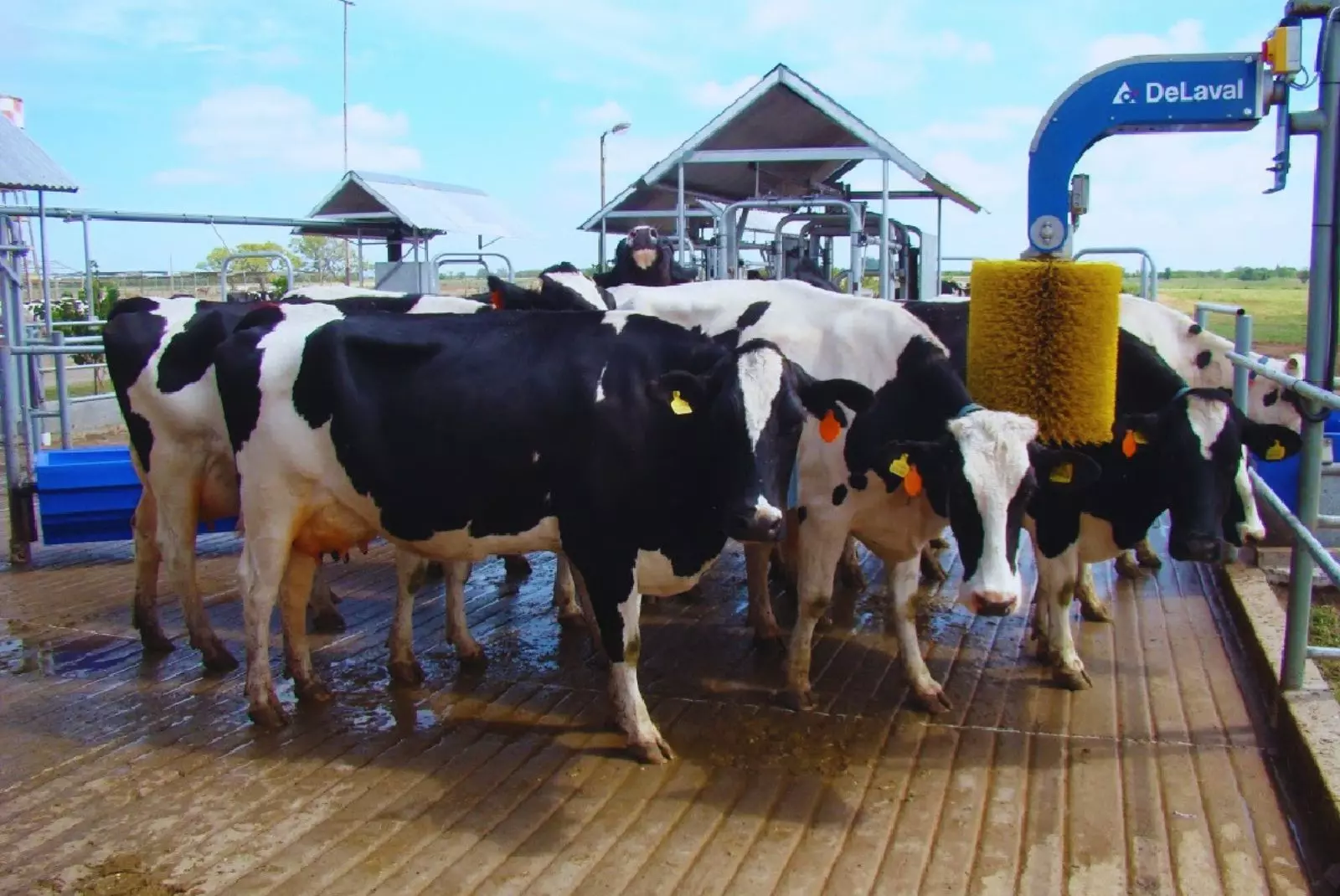 Robótica en tambos: Triplicar la productividad y redefinir la eficiencia