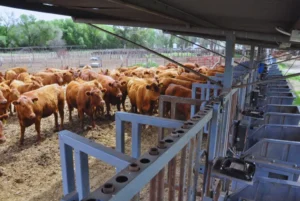 Mercado ganadero: entre la volatilidad actual y la mirada estratégica de largo plazo