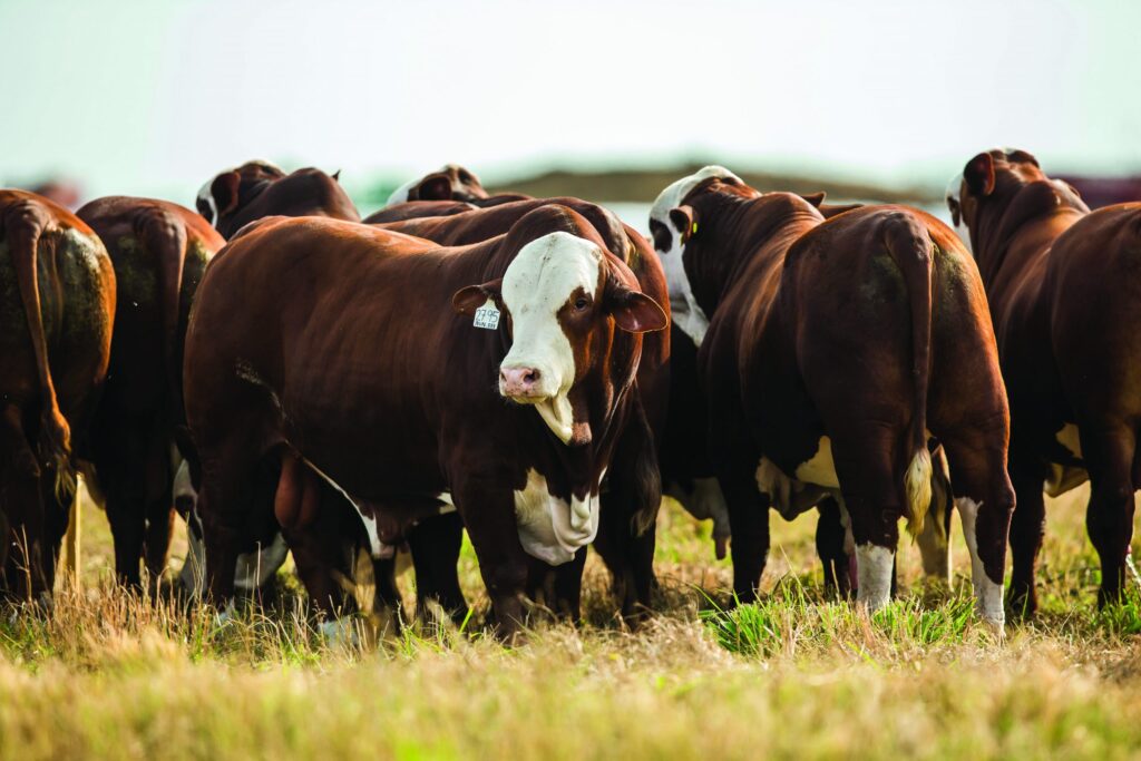 Balance cárnico y lácteo 2025