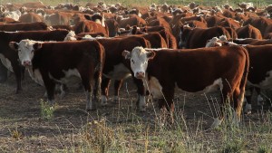 11/02 – GENÉTICA DE AVANZADA: HEREFORD MUESTRA SUS MEJORES HERRAMIENTAS