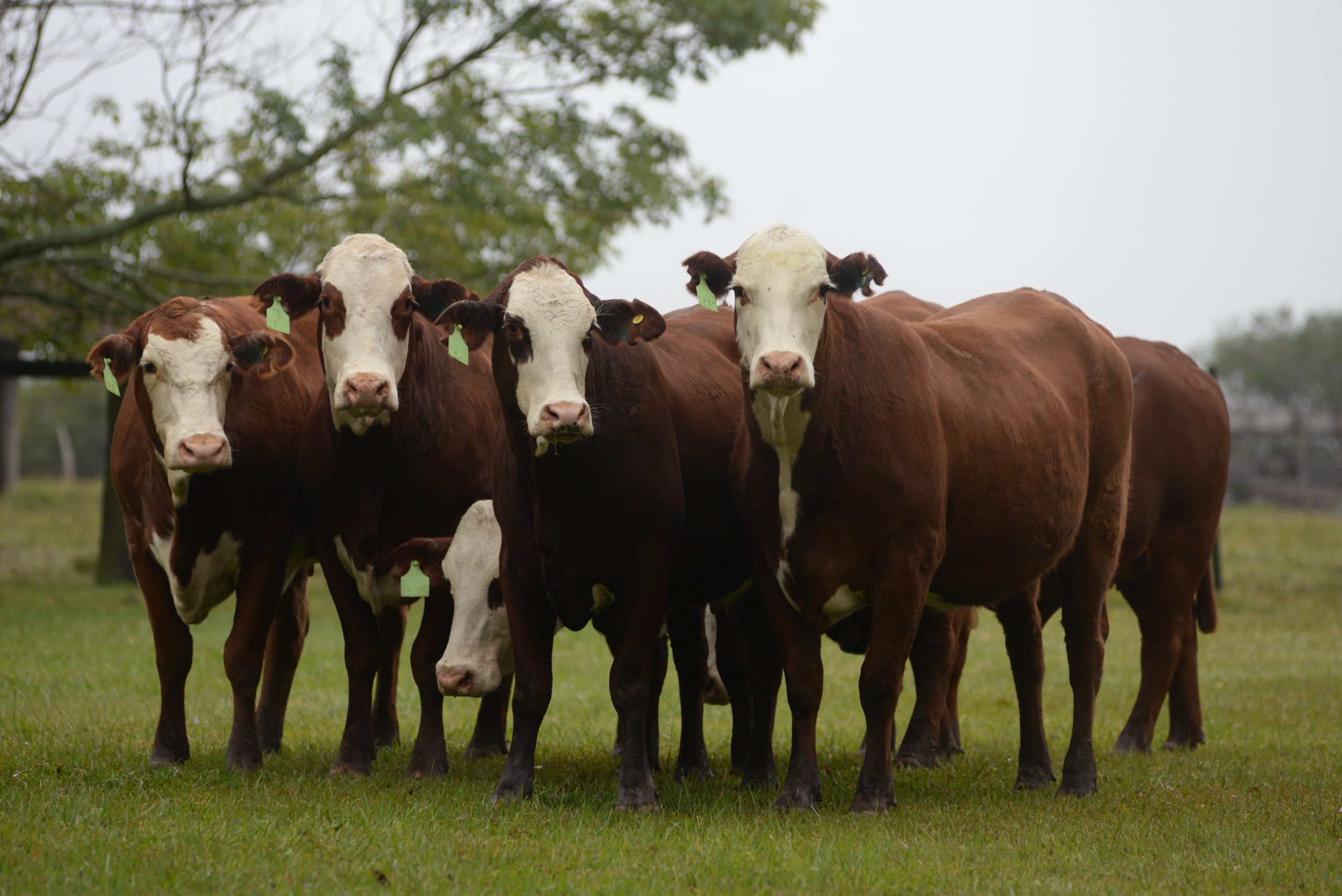 Llega «Carne del NEA al mundo», una jornada a campo en Corrientes