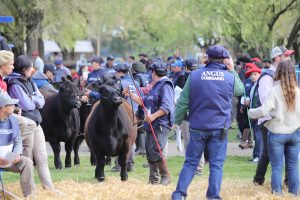 Más de 450 reproductores protagonizarán la 44° Exposición Nacional Angus de Primavera con la fuerza de Expoagro