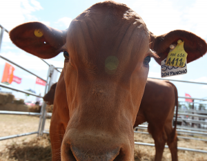 01/02 – LA ACTIVIDAD BOVINA PONDRÁ EL FOCO EN LA PRECISIÓN