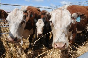 31/01 – LA GANADERÍA YA TIENE CITA EN EXPOAGRO