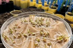 Identifican una región en el ADN del trigo que aumenta hasta un 5 % el rendimiento