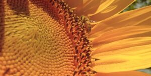 Girasol: híbridos adaptados elevan los rindes hasta un 30% por encima del promedio histórico