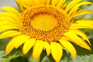 Avanza la investigación para maximizar el rendimiento del Girasol