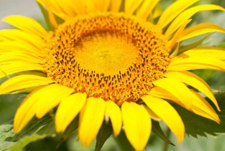 Radiografía de la comercialización de girasol en Argentina