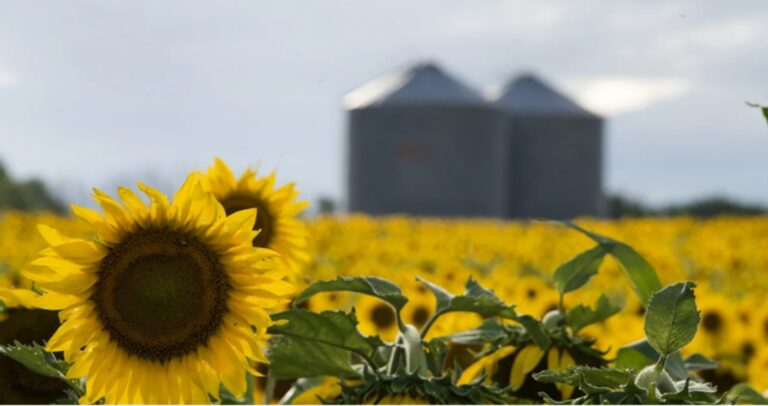 Girasol: Costos en alza y cosecha prácticamente terminada