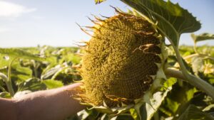 Más girasol, más decisiones basadas en datos