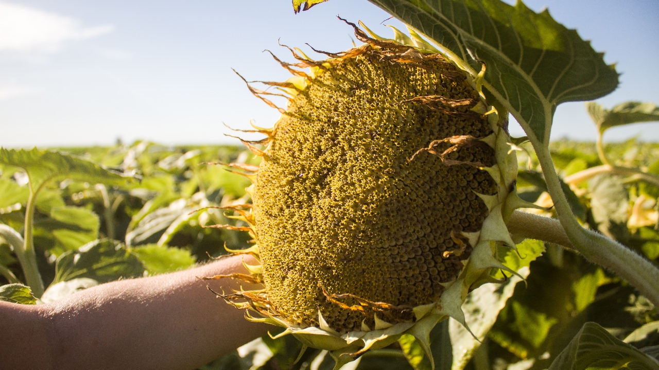 Más girasol, más decisiones basadas en datos