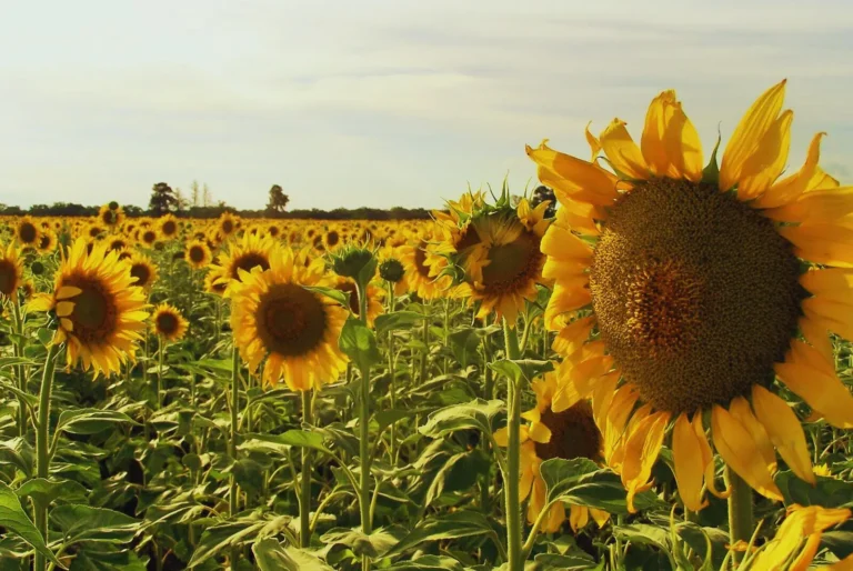 Girasol y cómo elegir el híbrido correcto sin perder de vista el negocio