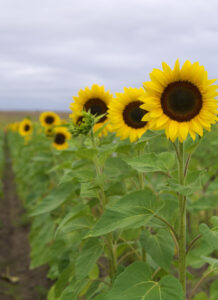 Avanza la campaña 2025/26: finaliza la siembra de girasol, trigo con altos rindes y soja con demoras