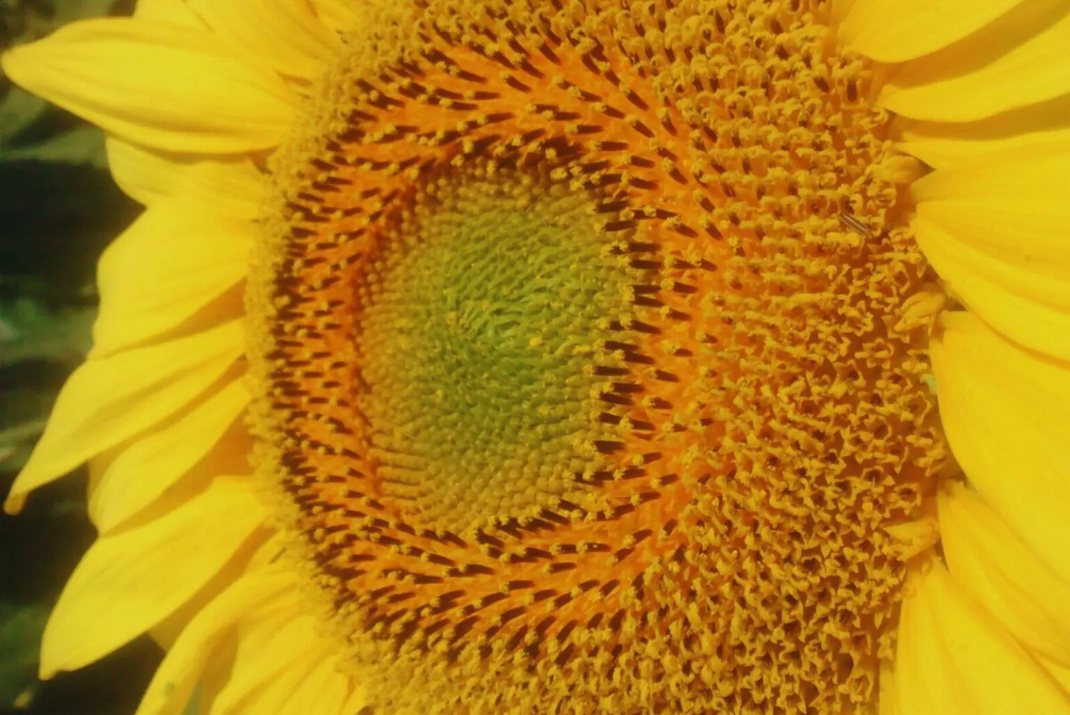 Estrategias para una cosecha de Girasol con potencial