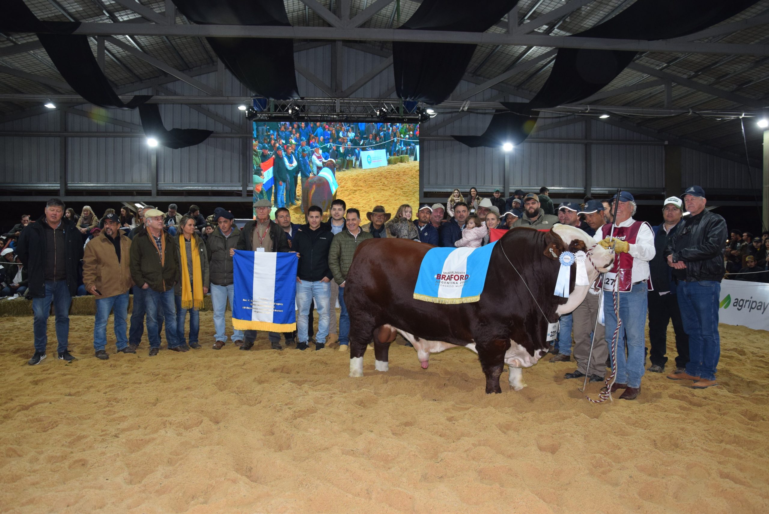 Los Grandes Campeones de la Exposición Internacional Braford brillaron en la pista